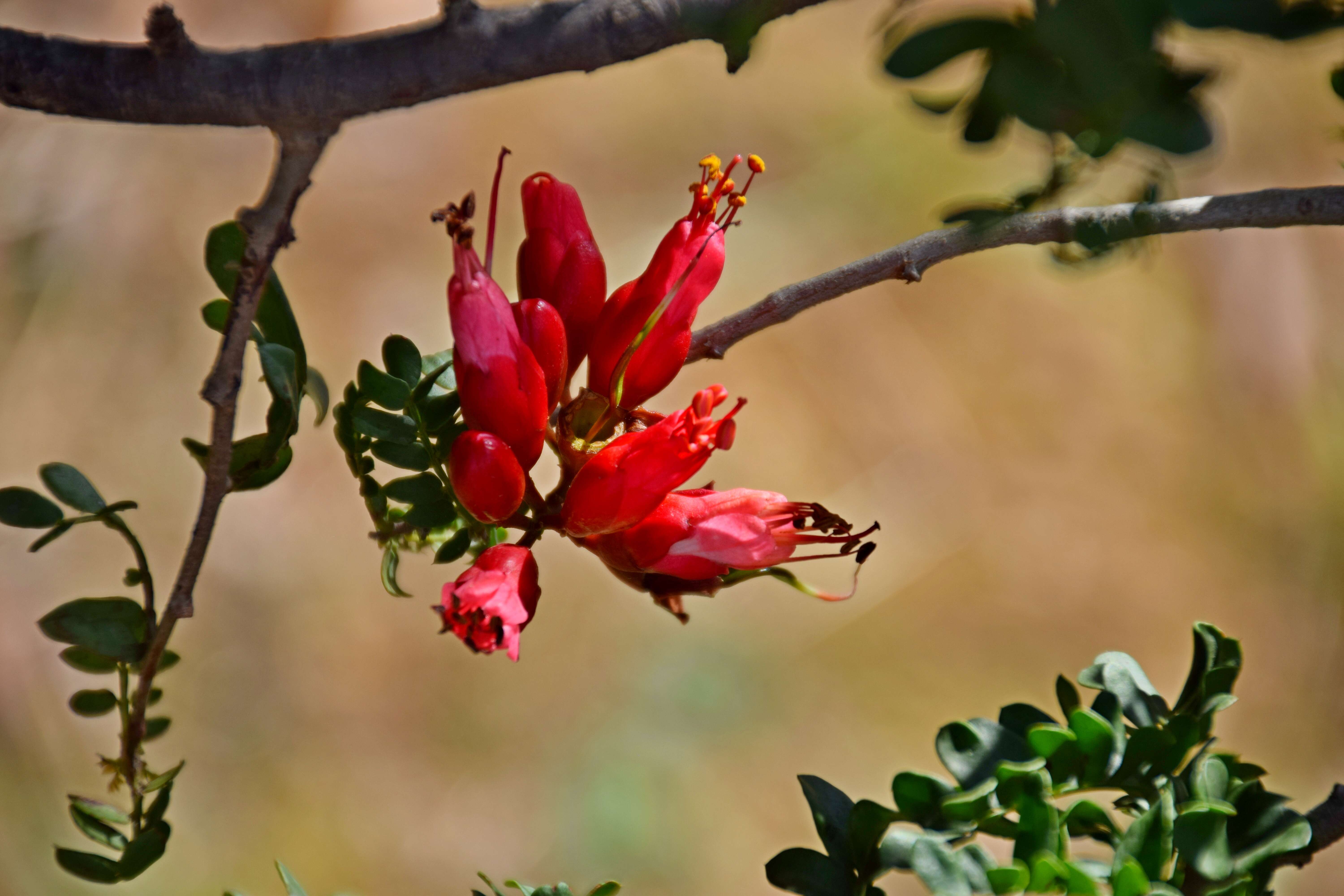 Image of Hottentot's Bean