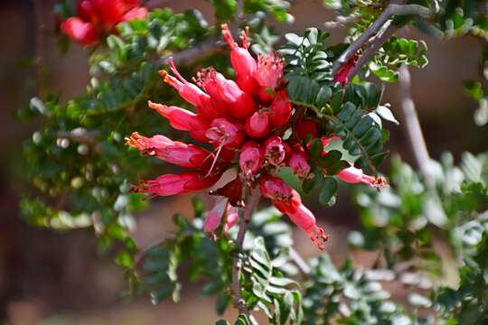 Image of Hottentot's Bean