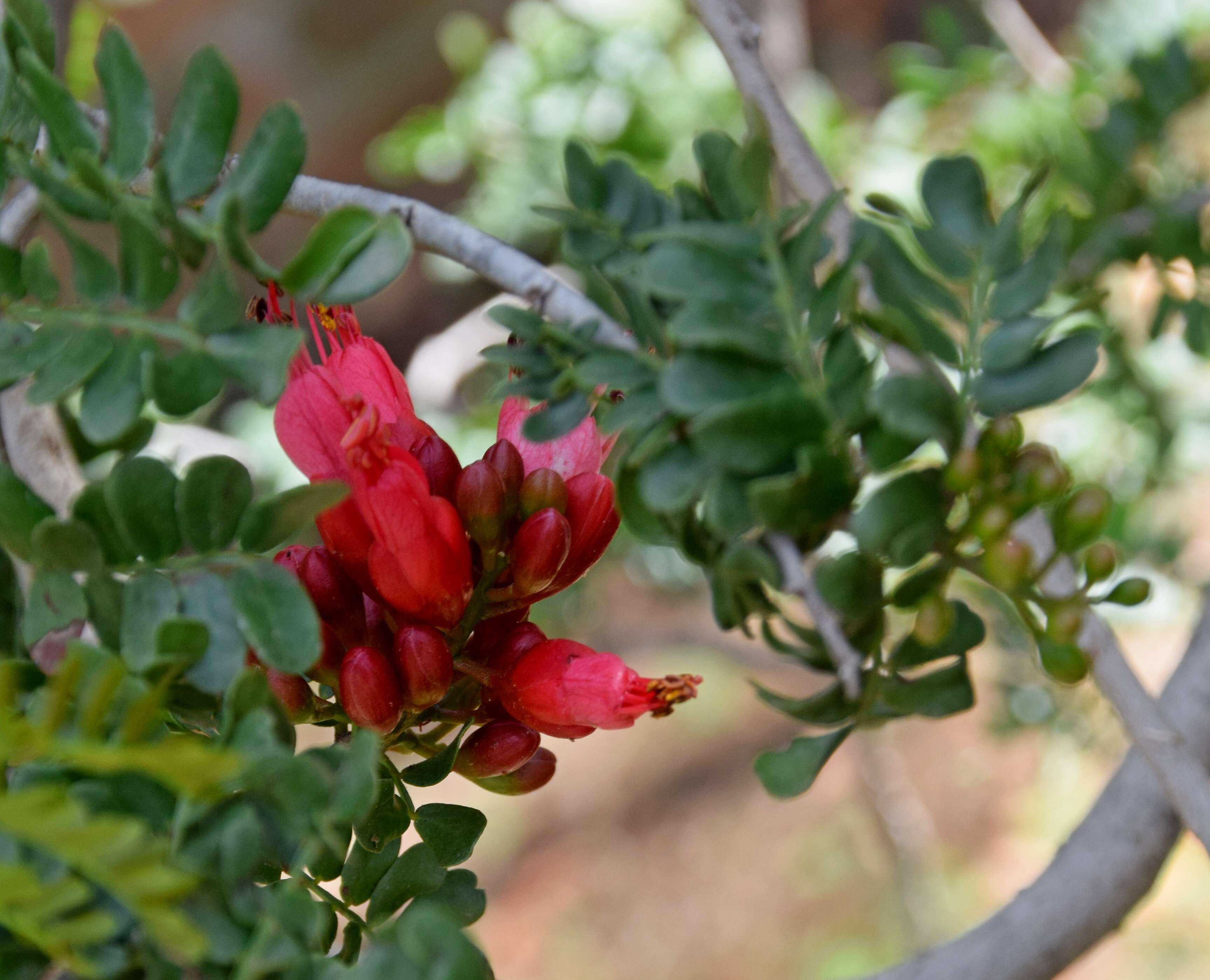 Image of Hottentot's Bean