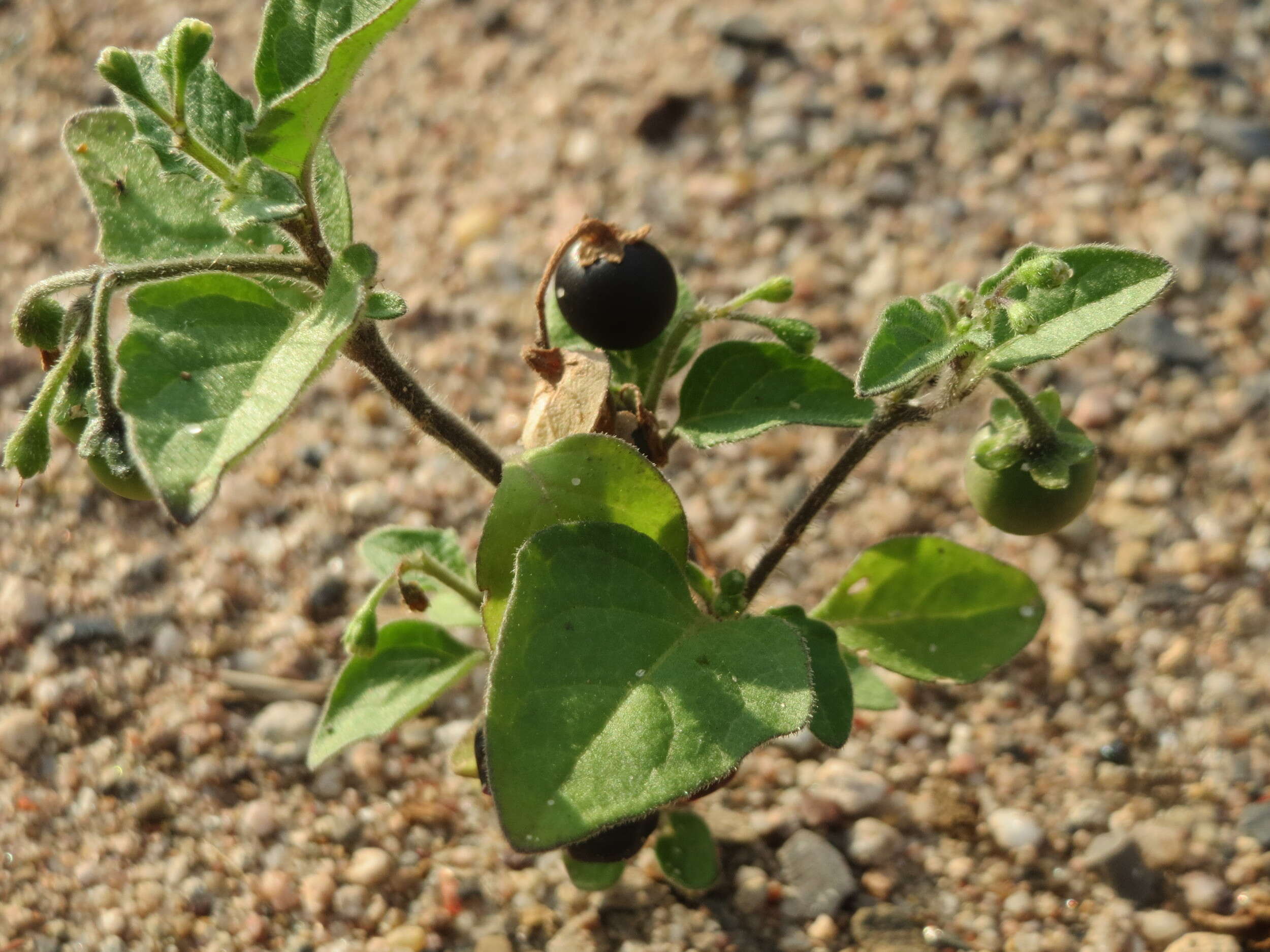 Image of European Black Nightshade