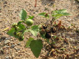 Plancia ëd Solanum nigrum L.