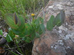 Image de Afroaster perfoliatus (Oliv.) J. C. Manning & Goldblatt