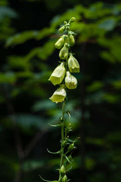 Imagem de Digitalis grandiflora Mill.