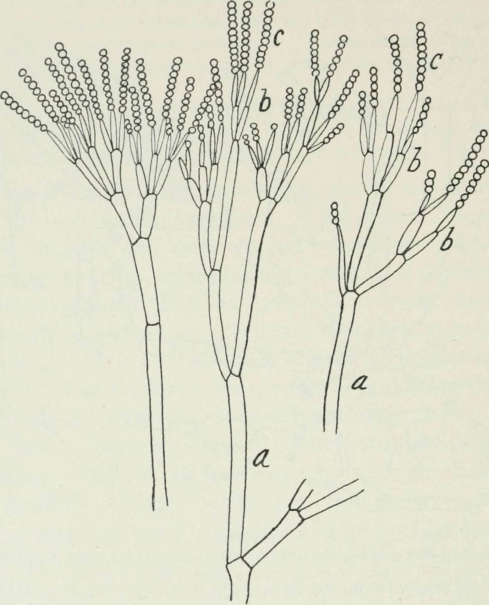 Image of Penicillium glaucum Link 1805