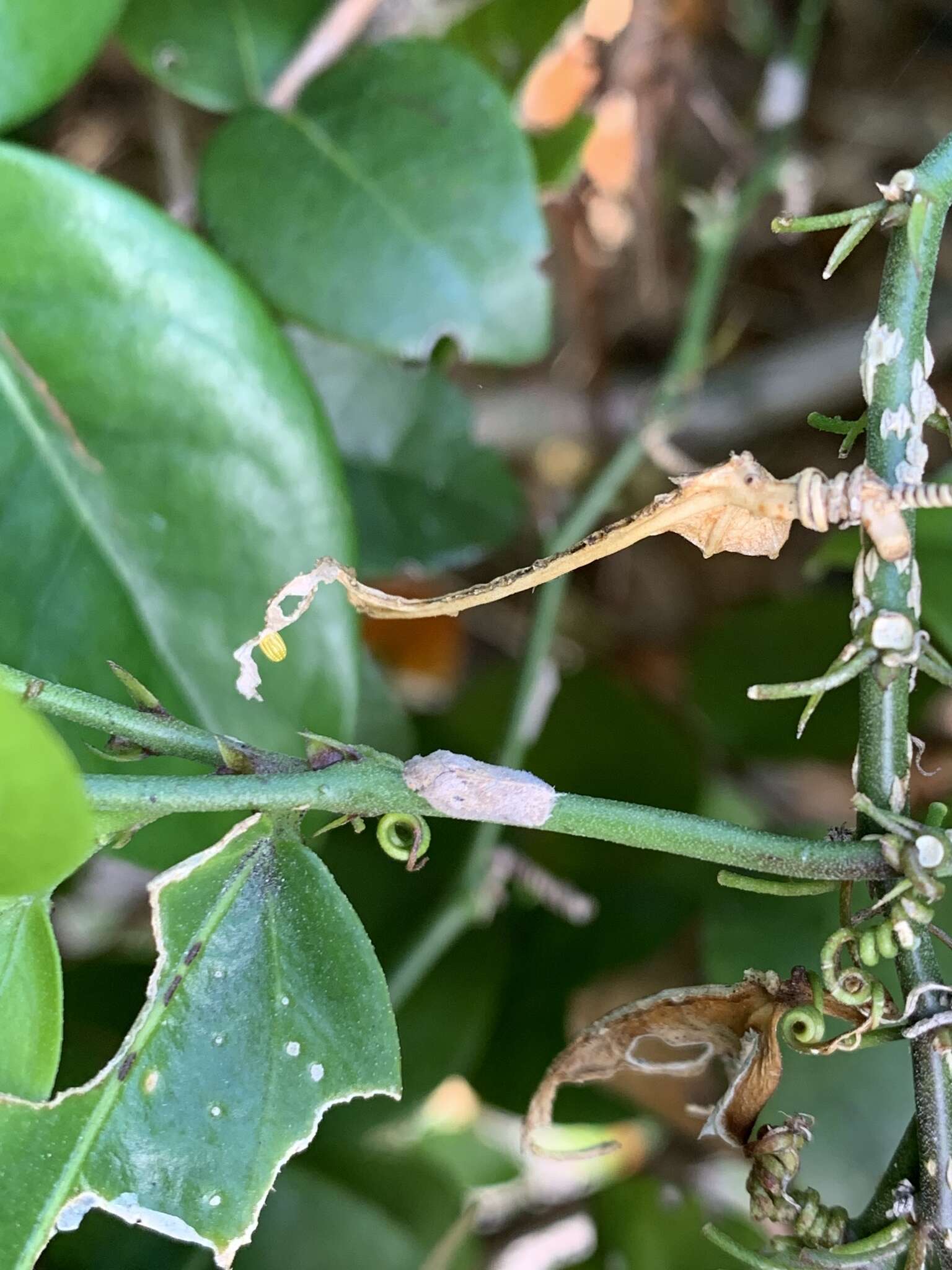 Image of Puerto rican planthopper