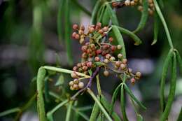 Plancia ëd Zanthoxylum armatum DC.