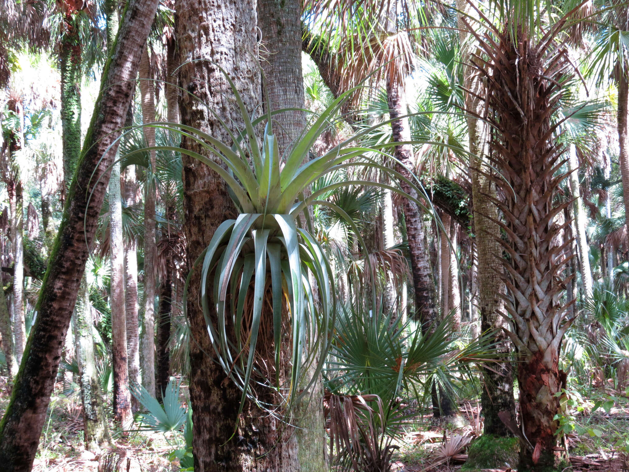 صورة Tillandsia utriculata L.