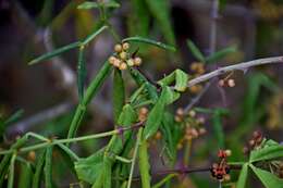 Image of Zanthoxylum armatum DC.