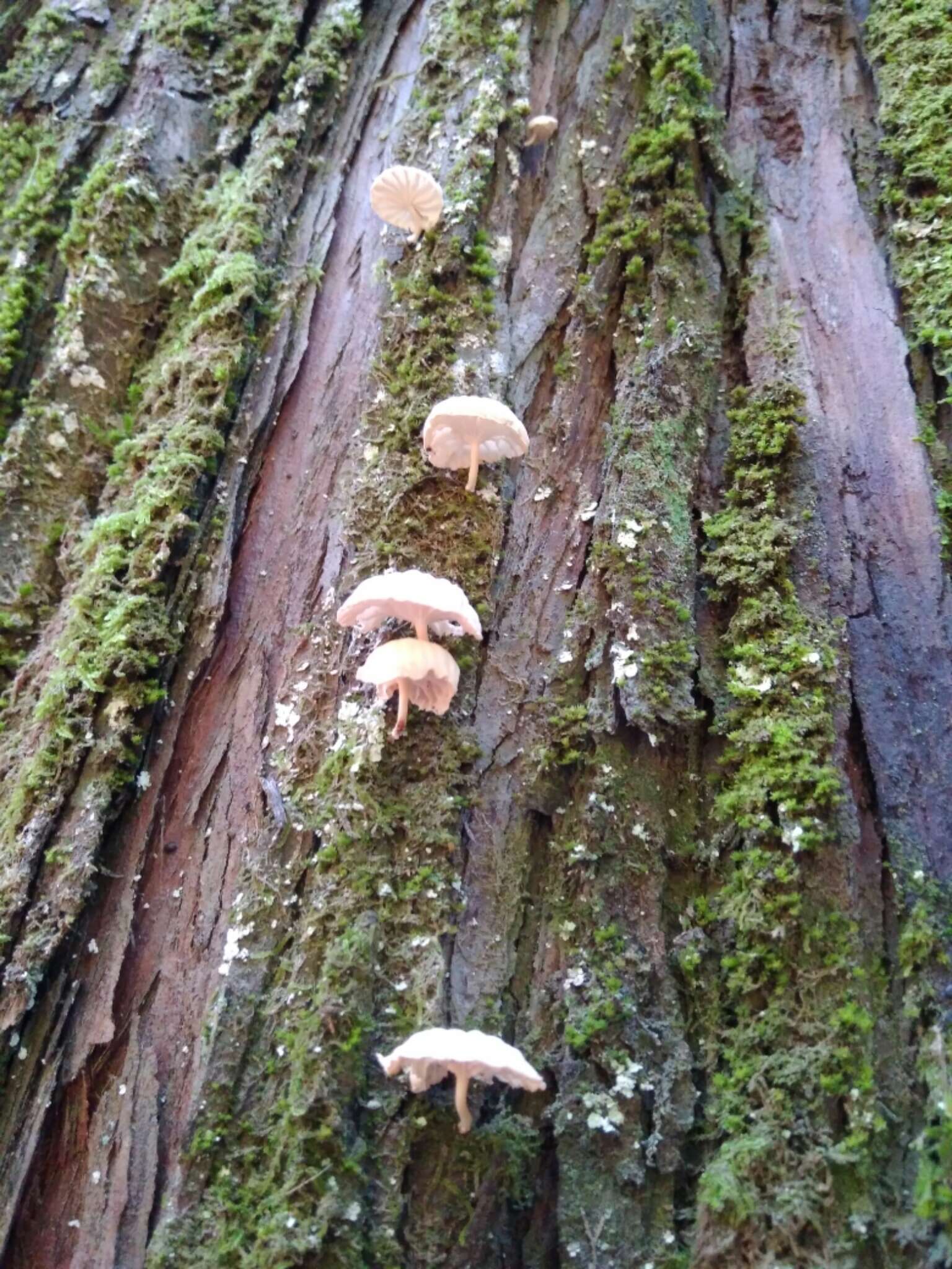 Plancia ëd Marasmiellus alliiodorus (Mont.) Singer 1962