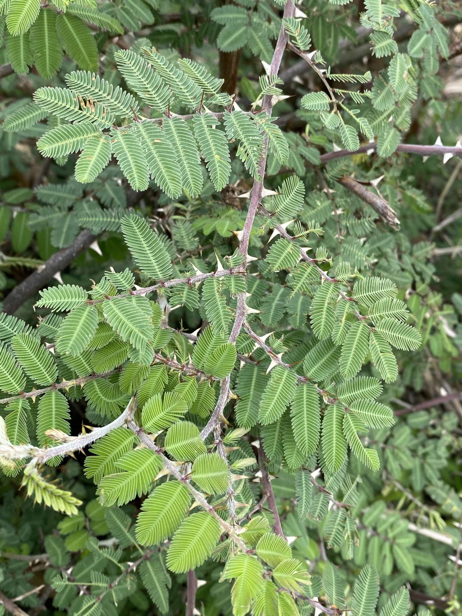 Mimosa asperata L. resmi