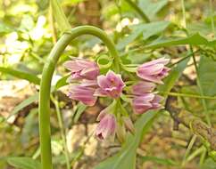 Image of Pink nodding orchid