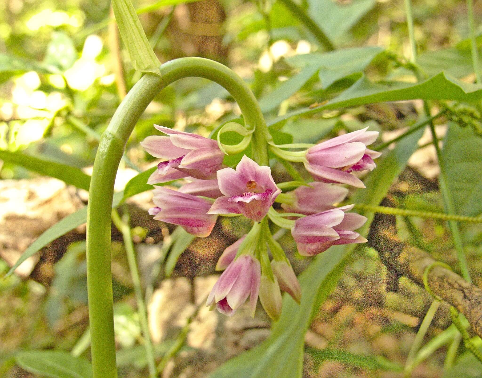 Image of Pink nodding orchid