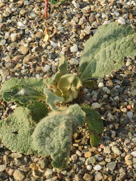 Image of Great Mullein