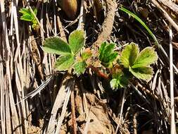 Imagem de Potentilla stolonifera Lehm. ex Ledeb.