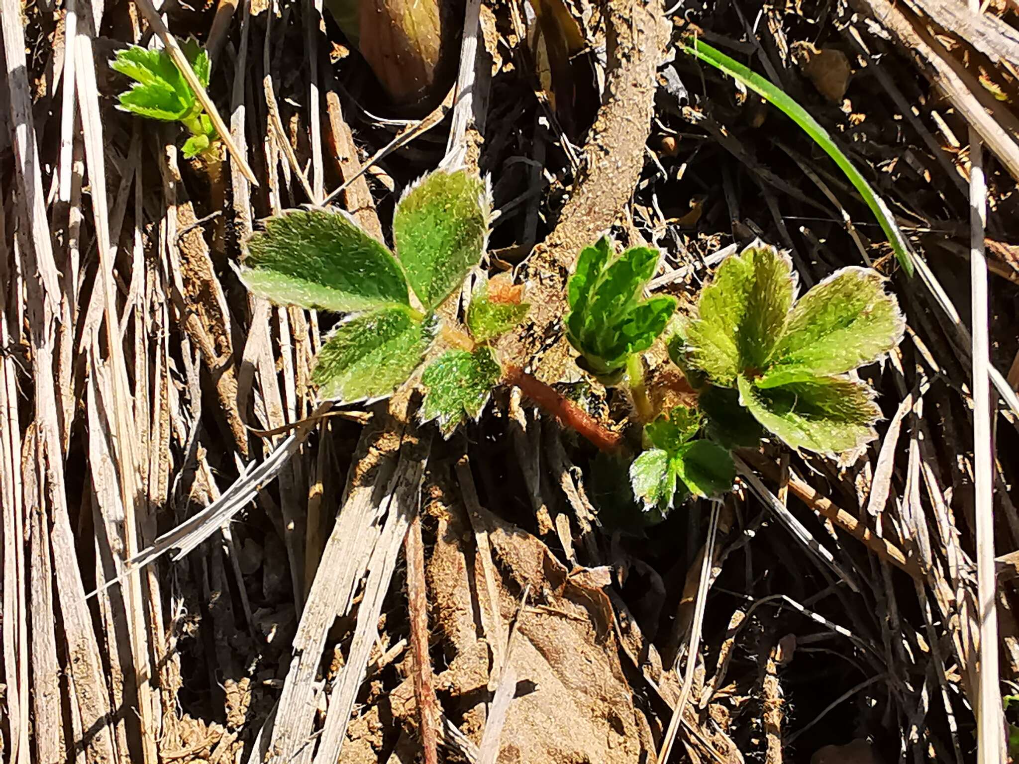 Imagem de Potentilla stolonifera Lehm. ex Ledeb.