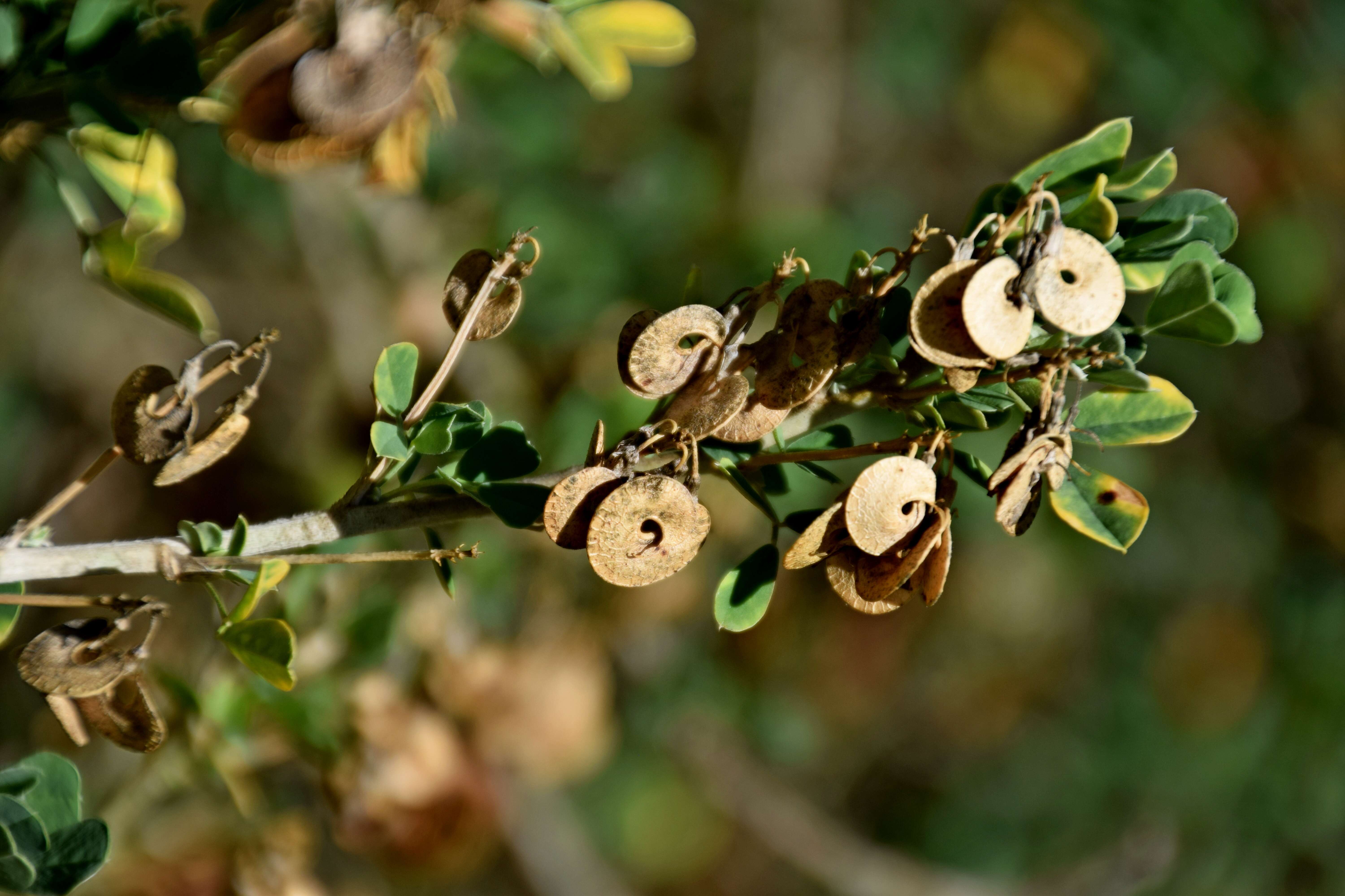 Image of moon trefoil