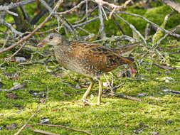 Image of Spotted Crake