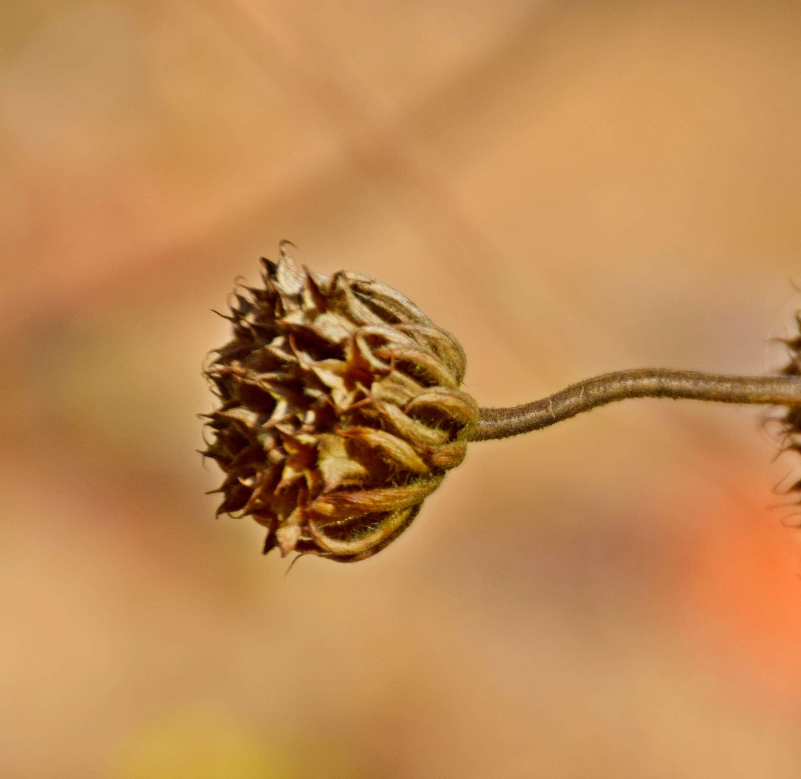 Image of shrubby Jerusalem sage