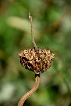 Image of shrubby Jerusalem sage