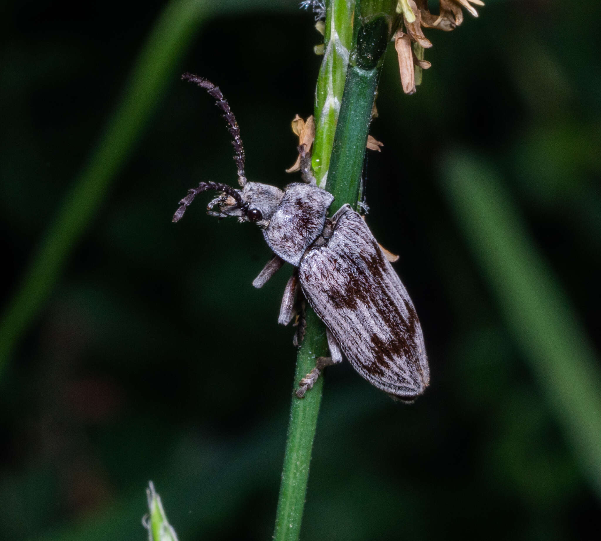 Image of Dascillus davidsoni (Le Conte 1859)