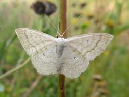 Image of lesser cream wave