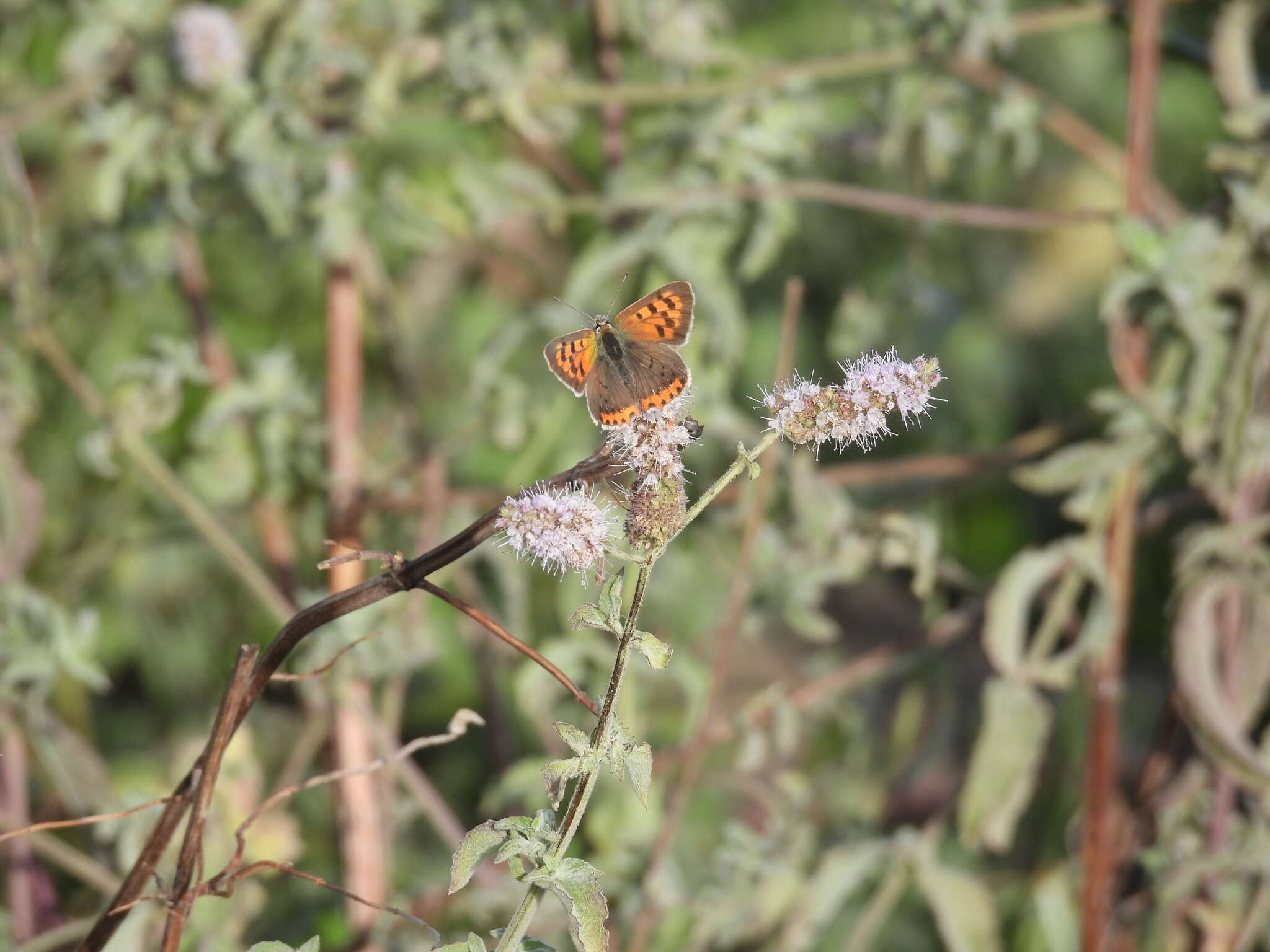 Lycaena phlaeas timeus (Cramer 1779) resmi