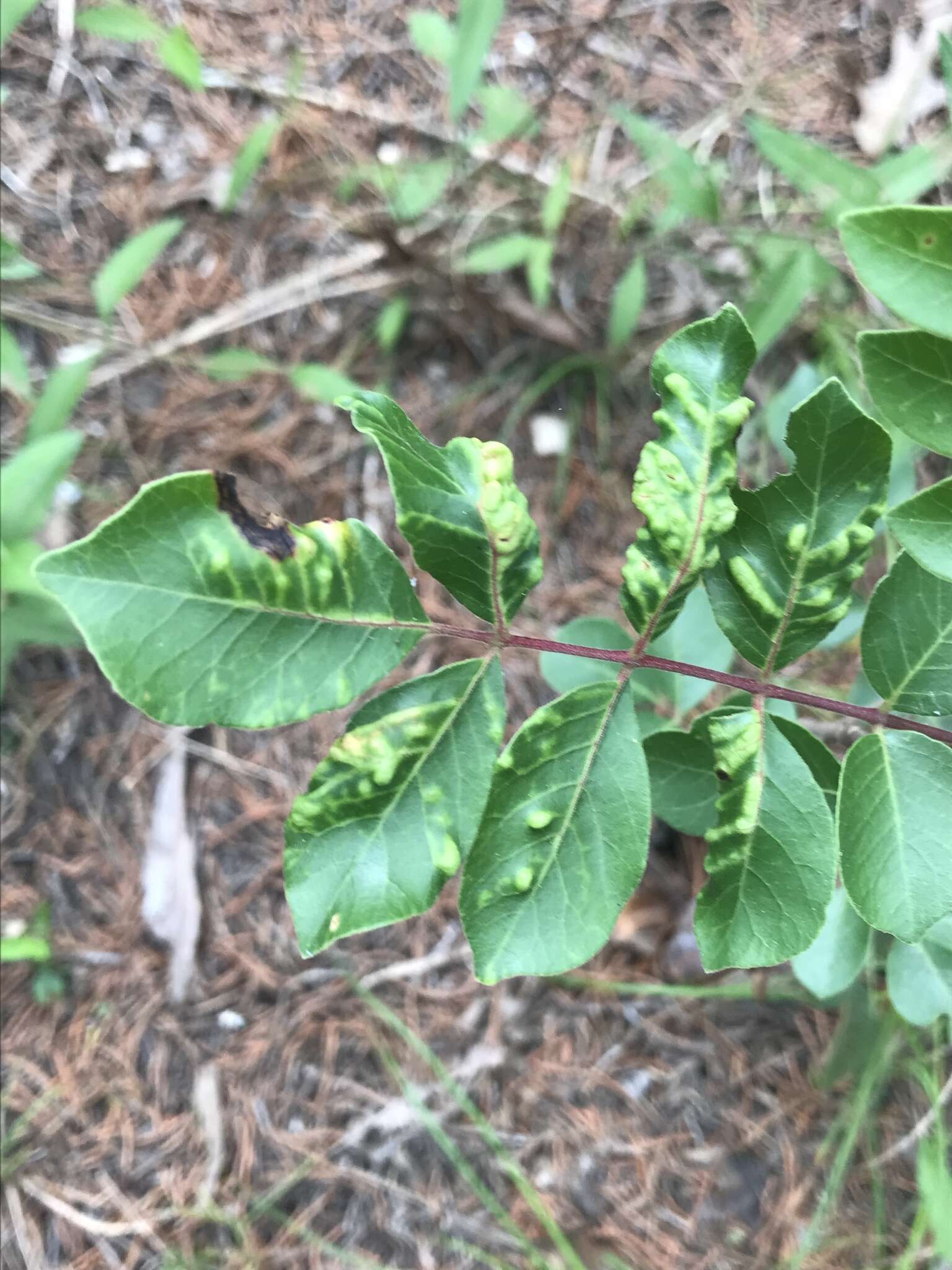 Plancia ëd Taphrina purpurascens B. L. Rob. 1887