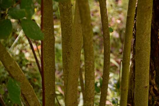 Image of bloodtwig dogwood