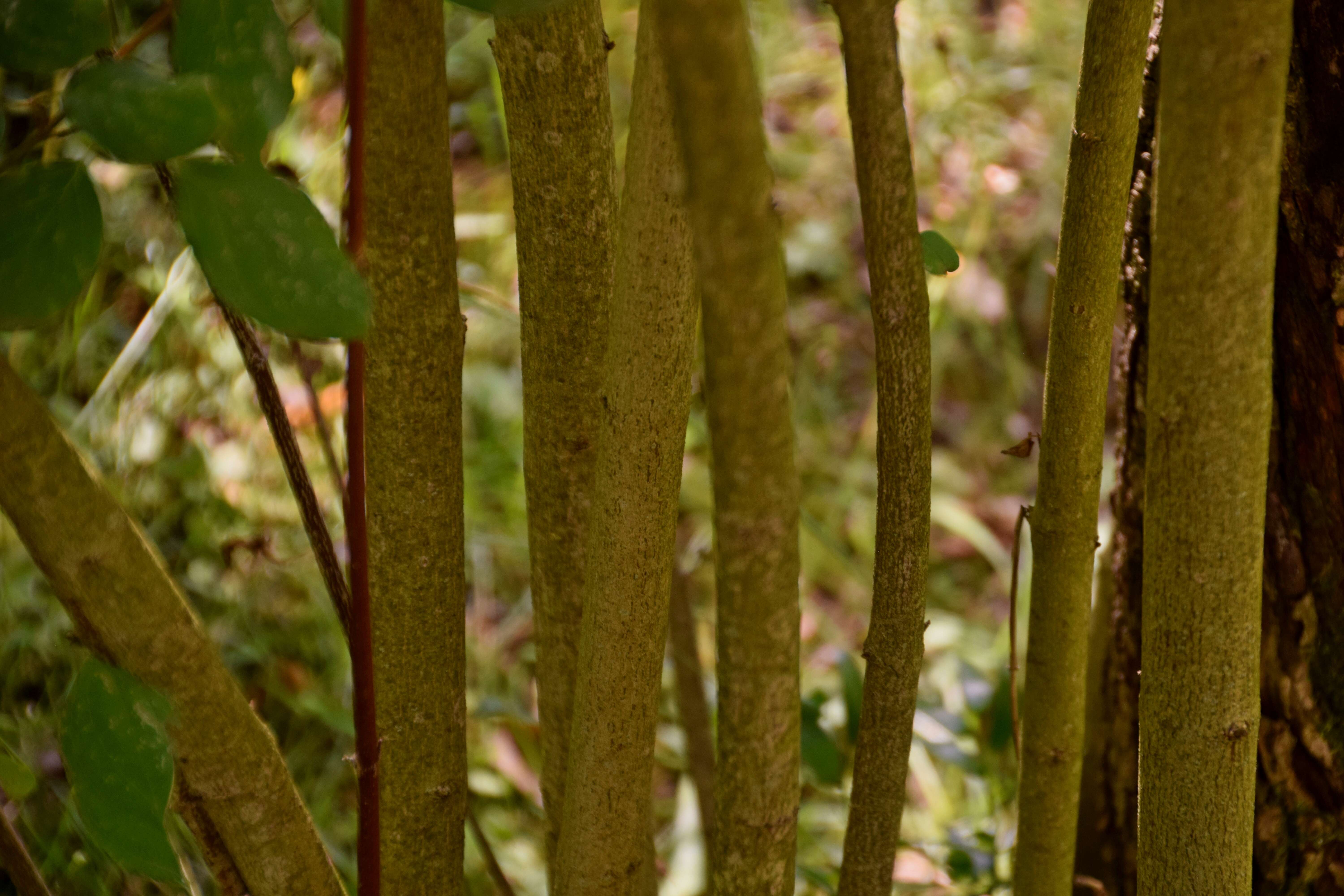 Image of bloodtwig dogwood