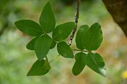 Image of pistachio nut