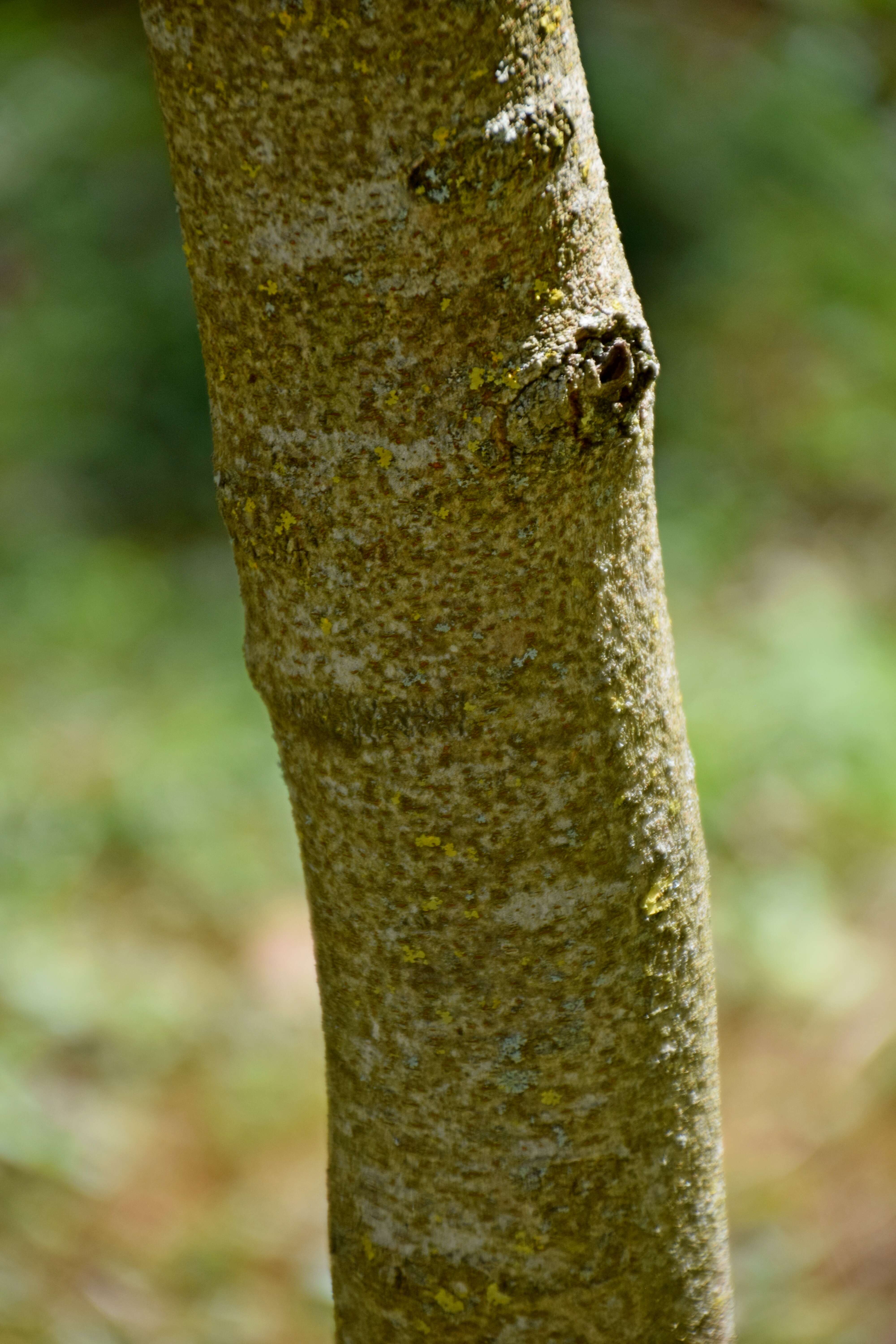 Image of pistachio nut