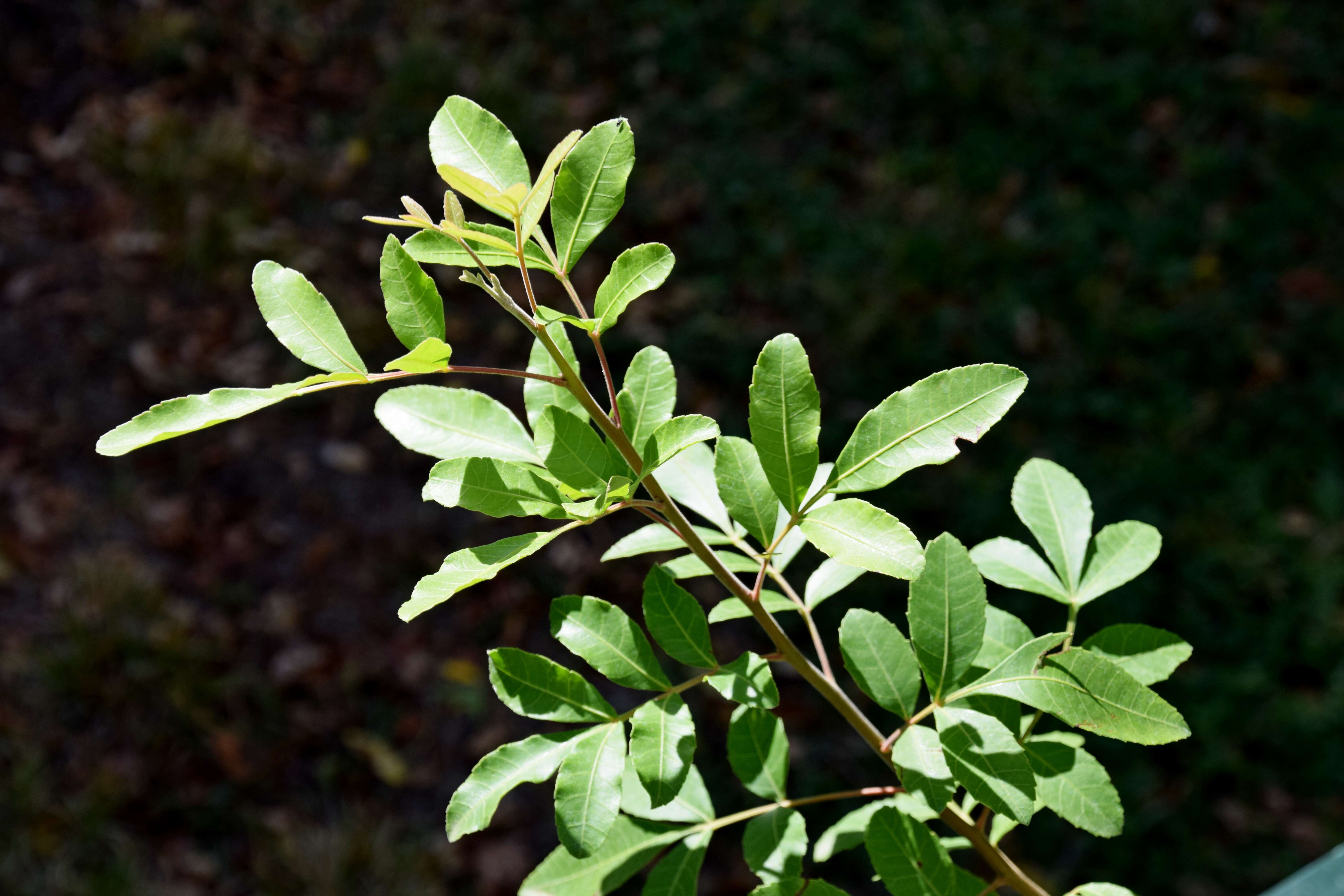 Plancia ëd Schinus terebinthifolia Raddi