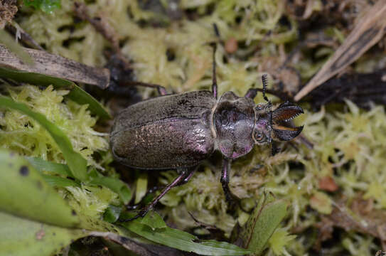 Слика од <i>Sphaenognathus giganteus</i>