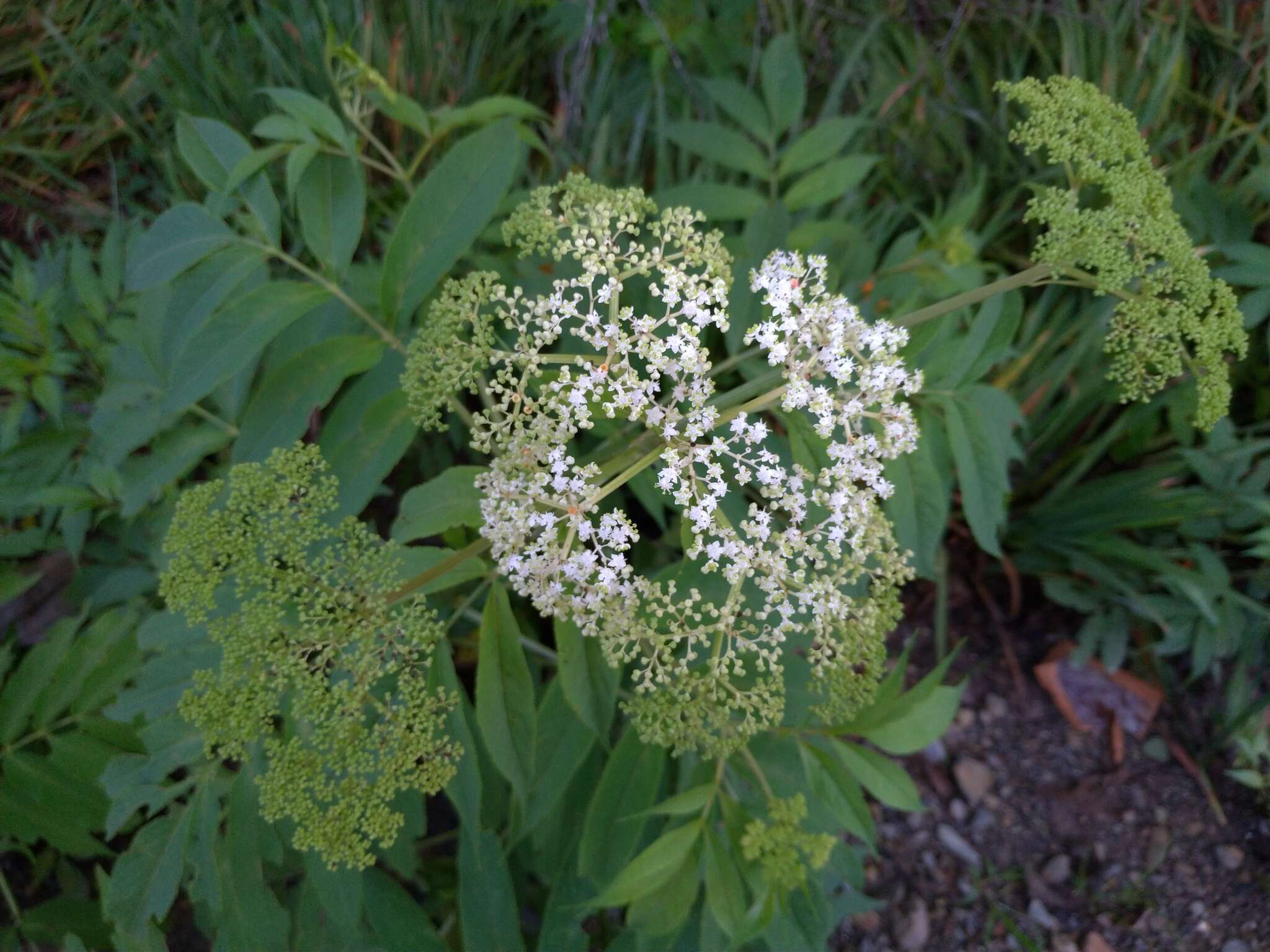 Plancia ëd Sambucus javanica Reinw. ex Bl.