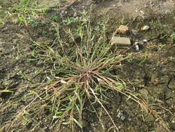 Plancia ëd Echinochloa crus-galli (L.) P. Beauv.