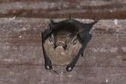 Image of Peters’s Sheath-tailed Bat