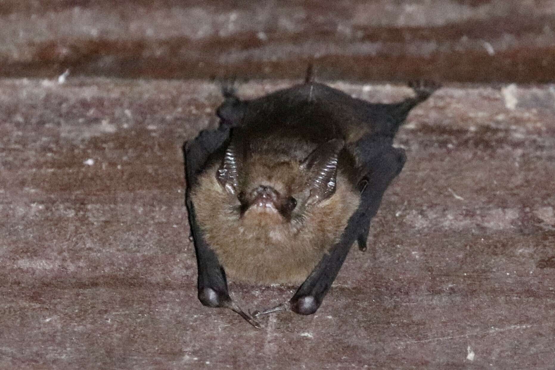 Image of Peters’s Sheath-tailed Bat