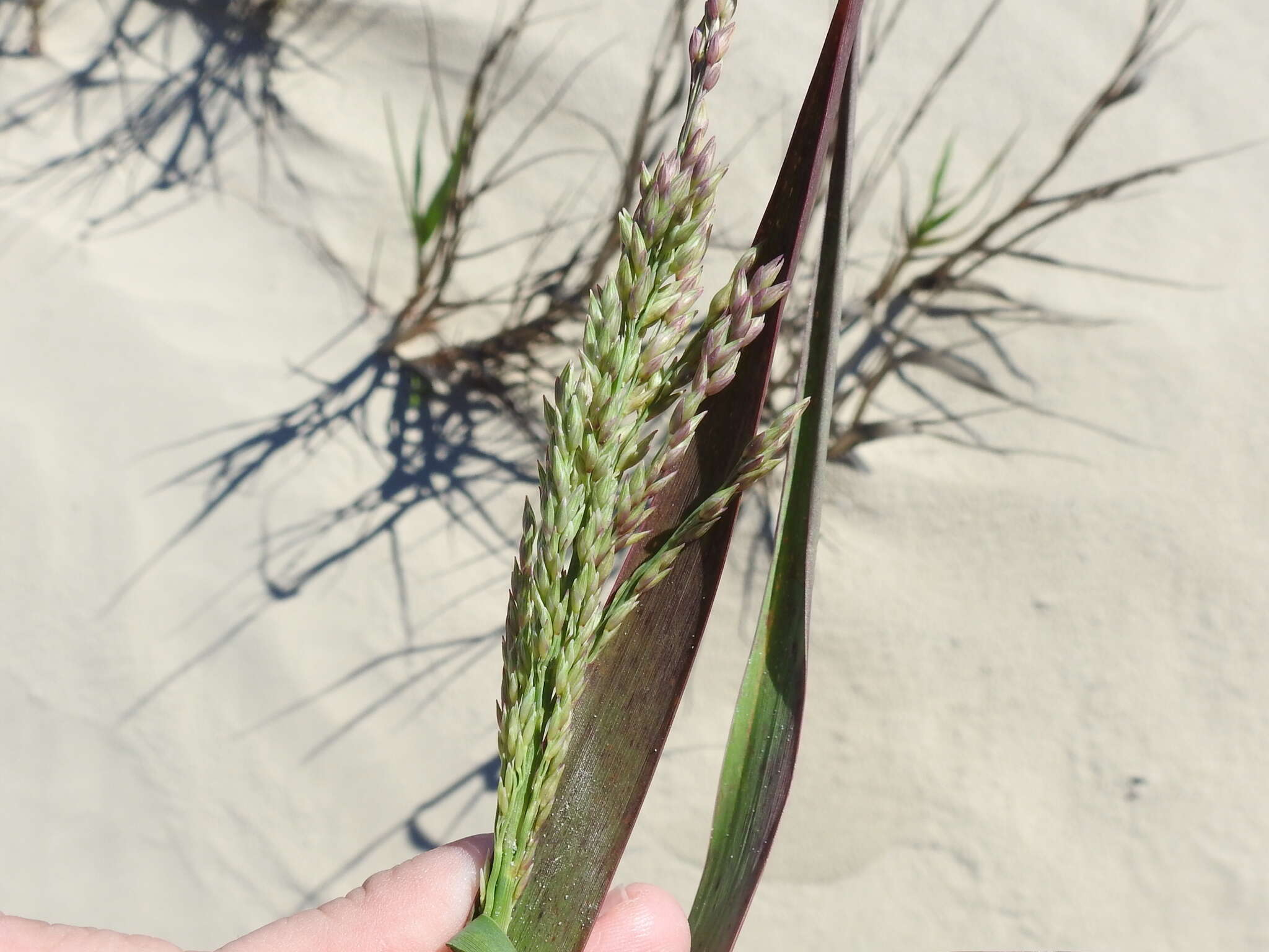 Imagem de Panicum amarum Elliott