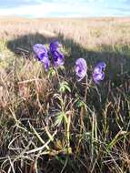 Imagem de <i>Aconitum paskoi</i>