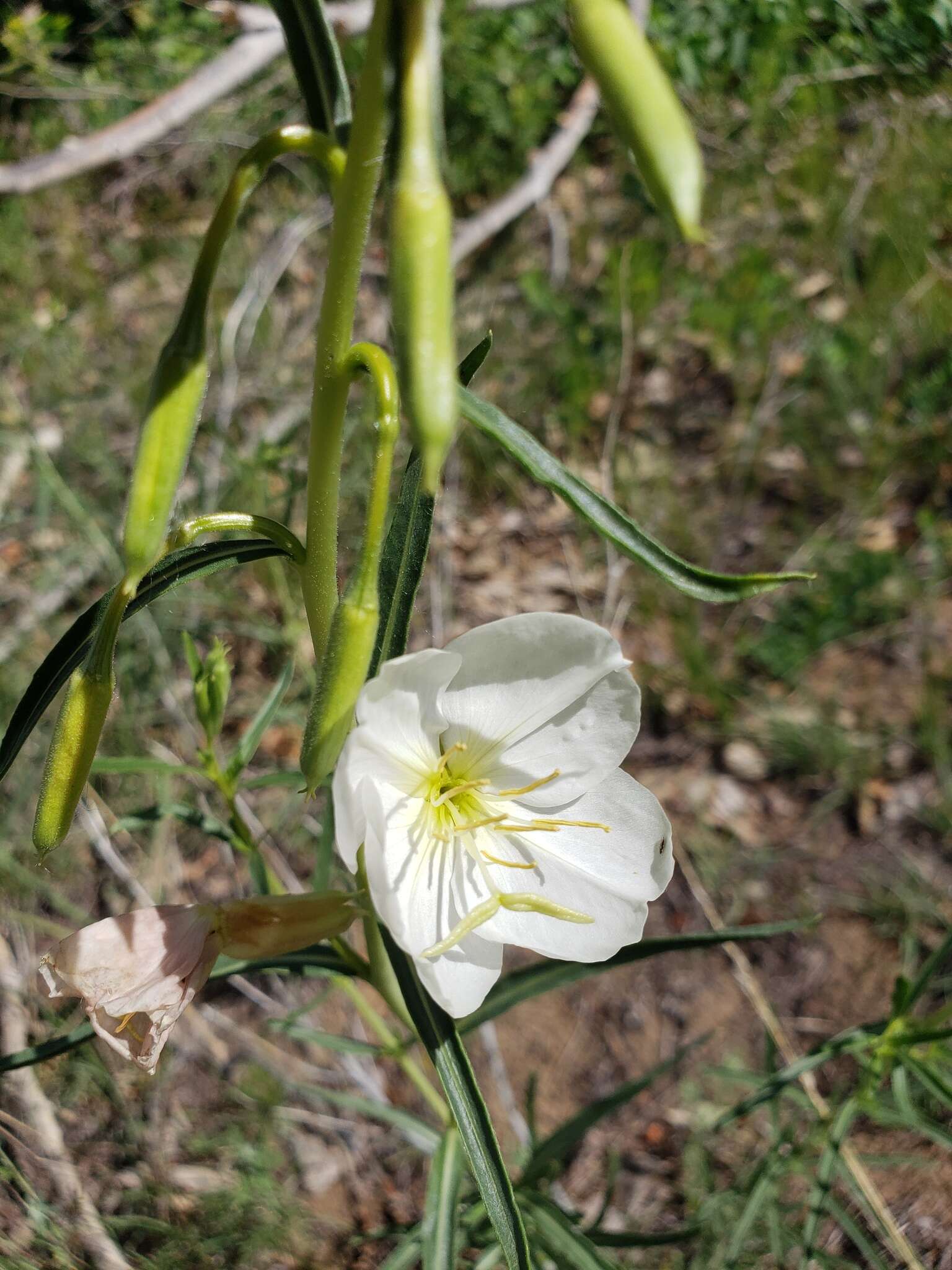 Imagem de Oenothera nuttallii Torr. & Gray