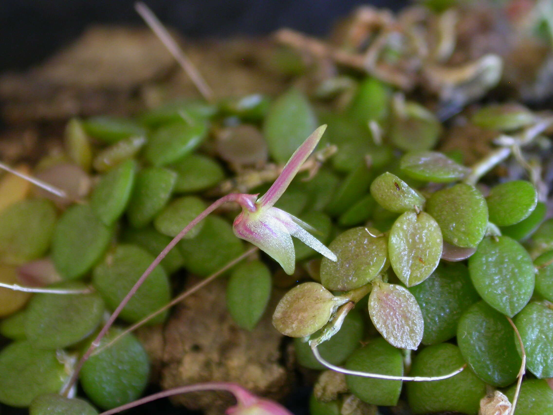 Imagem de Barbosella crassifolia (Edwall) Schltr.