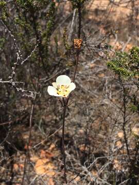 Image of Dunn's mariposa lily