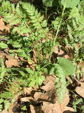 Image of Corydalis cheilanthifolia Hemsl.