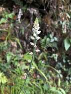 Image of Aletris spicata (Thunb.) Franch.