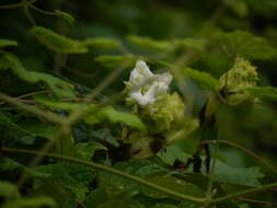 Image of Trichosanthes tricuspidata Lour.