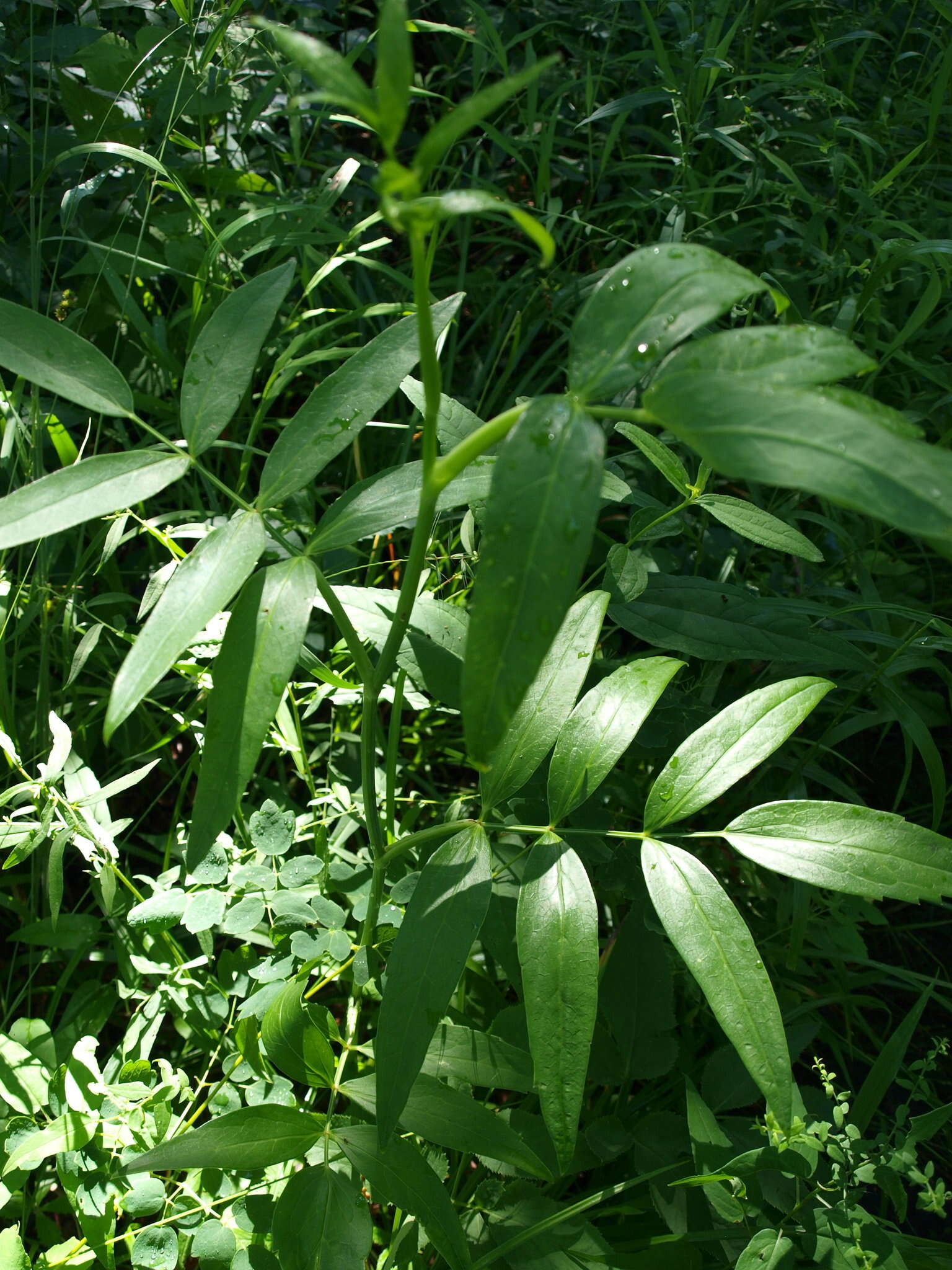 Image of stiff cowbane