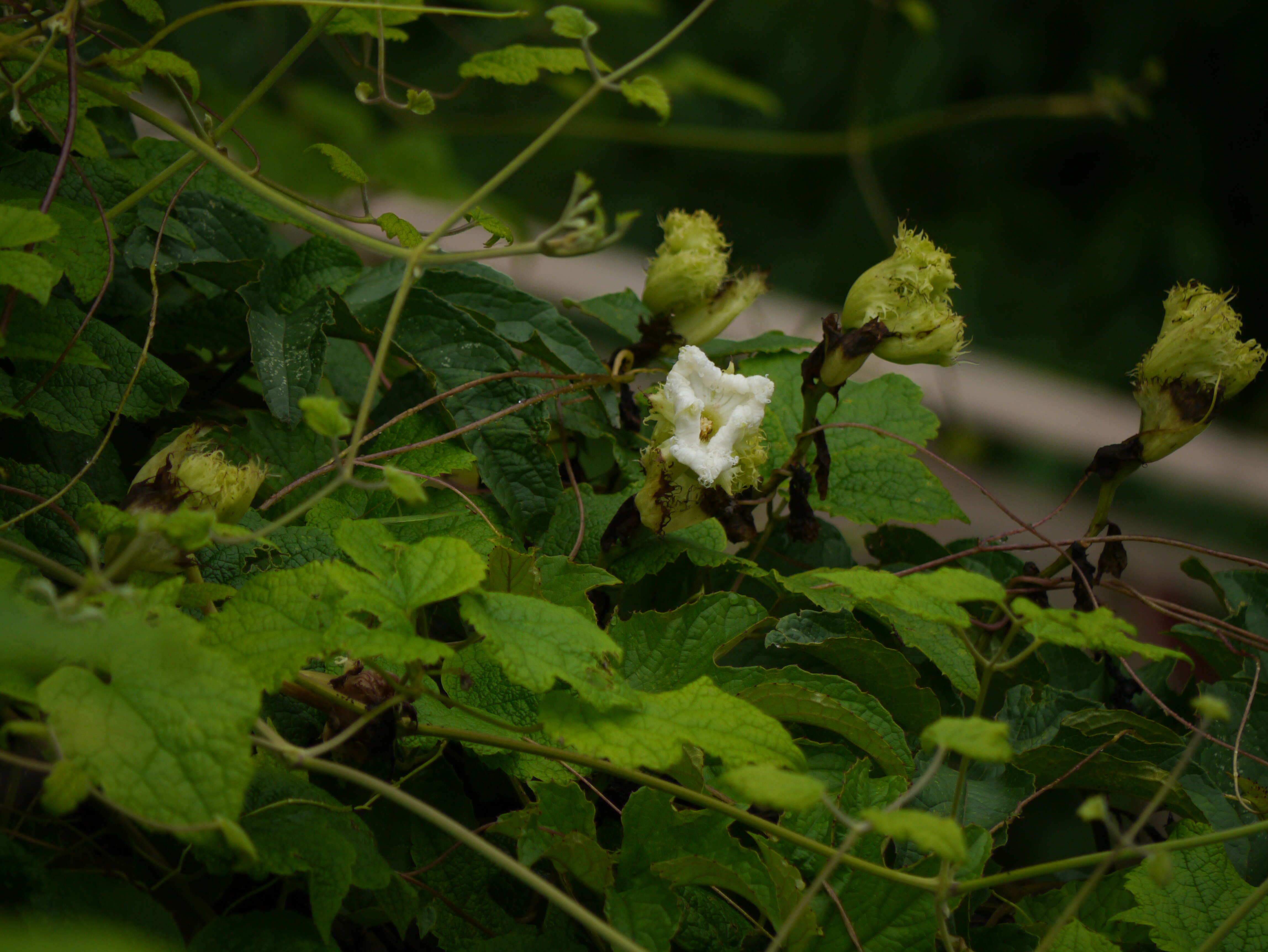 Image of Trichosanthes tricuspidata Lour.