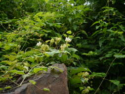 Image of Trichosanthes tricuspidata Lour.