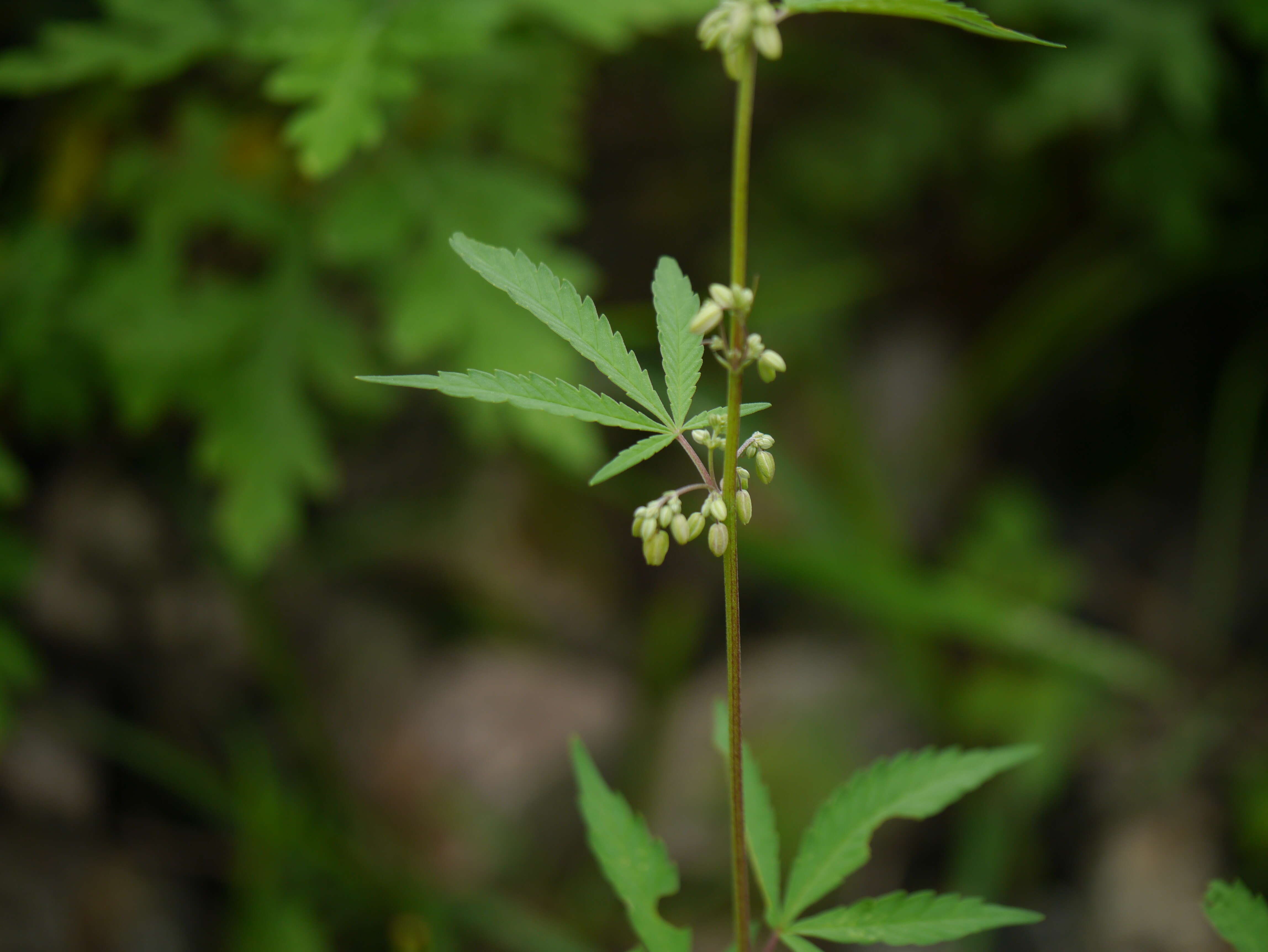 Image of marijuana