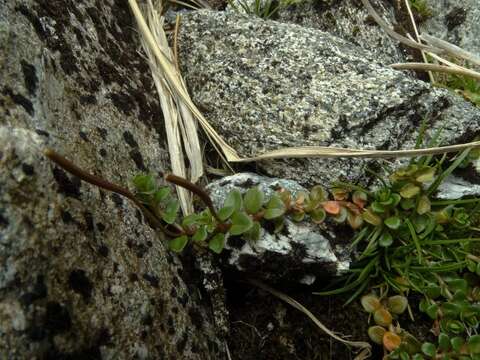 Image of Epilobium pernitens Cockayne & Allan